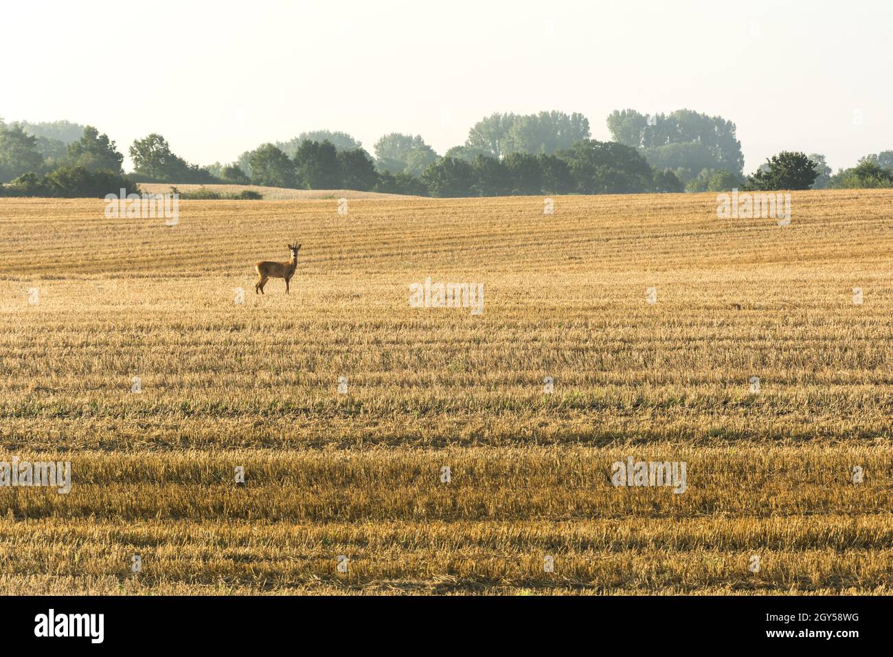 Lonely deer on a cornfield staring into the camera in the morning light Stock Photo