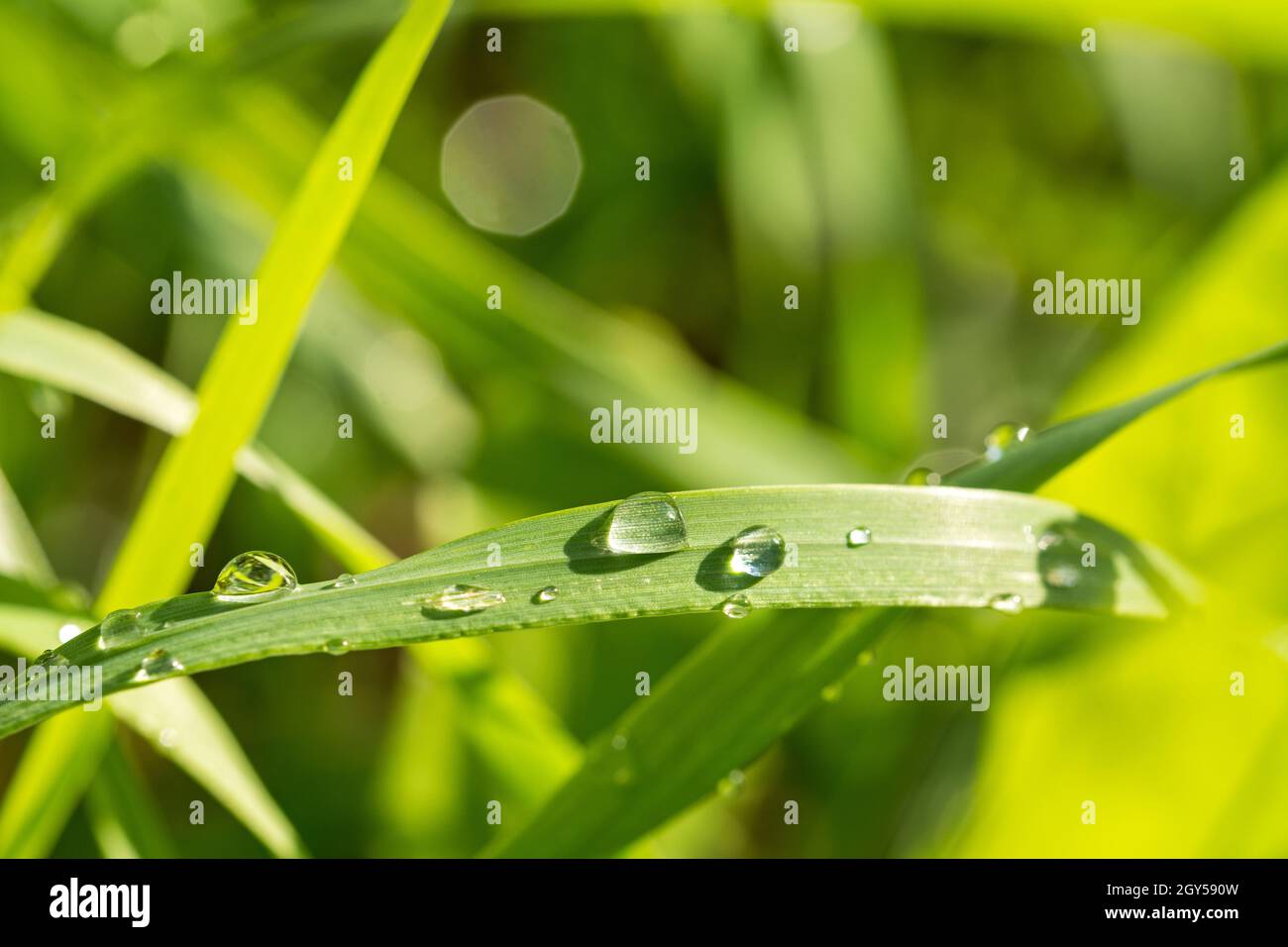 Closeup macro shot of scenic dewdrops on green blades of grass with beautiful bokeh Stock Photo