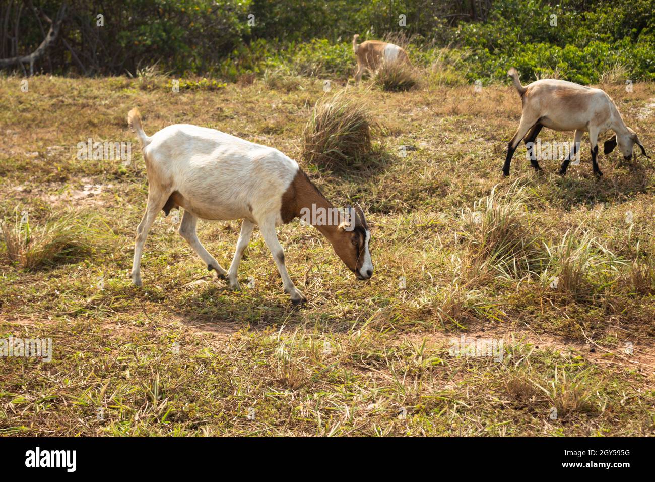Beautiful horned goats eating in the field. White and brown animals free in nature. Live animals grazing. Stock Photo