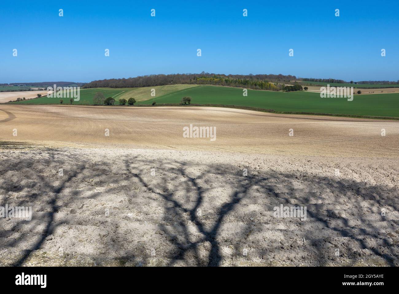 Shadows of bare trees on ploughed field near Farley Mount in Hampshire, England, UK Stock Photo