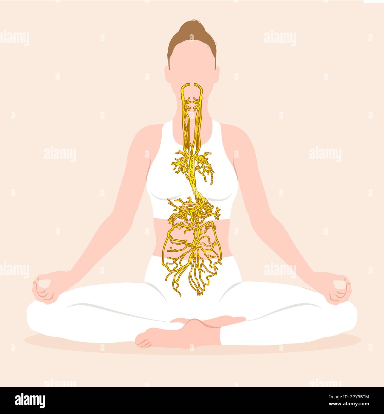 This illustration showing brain and active vagus nerve (tenth cranial nerve) with lungs, heart, stomach and digestive tract Stock Photo
