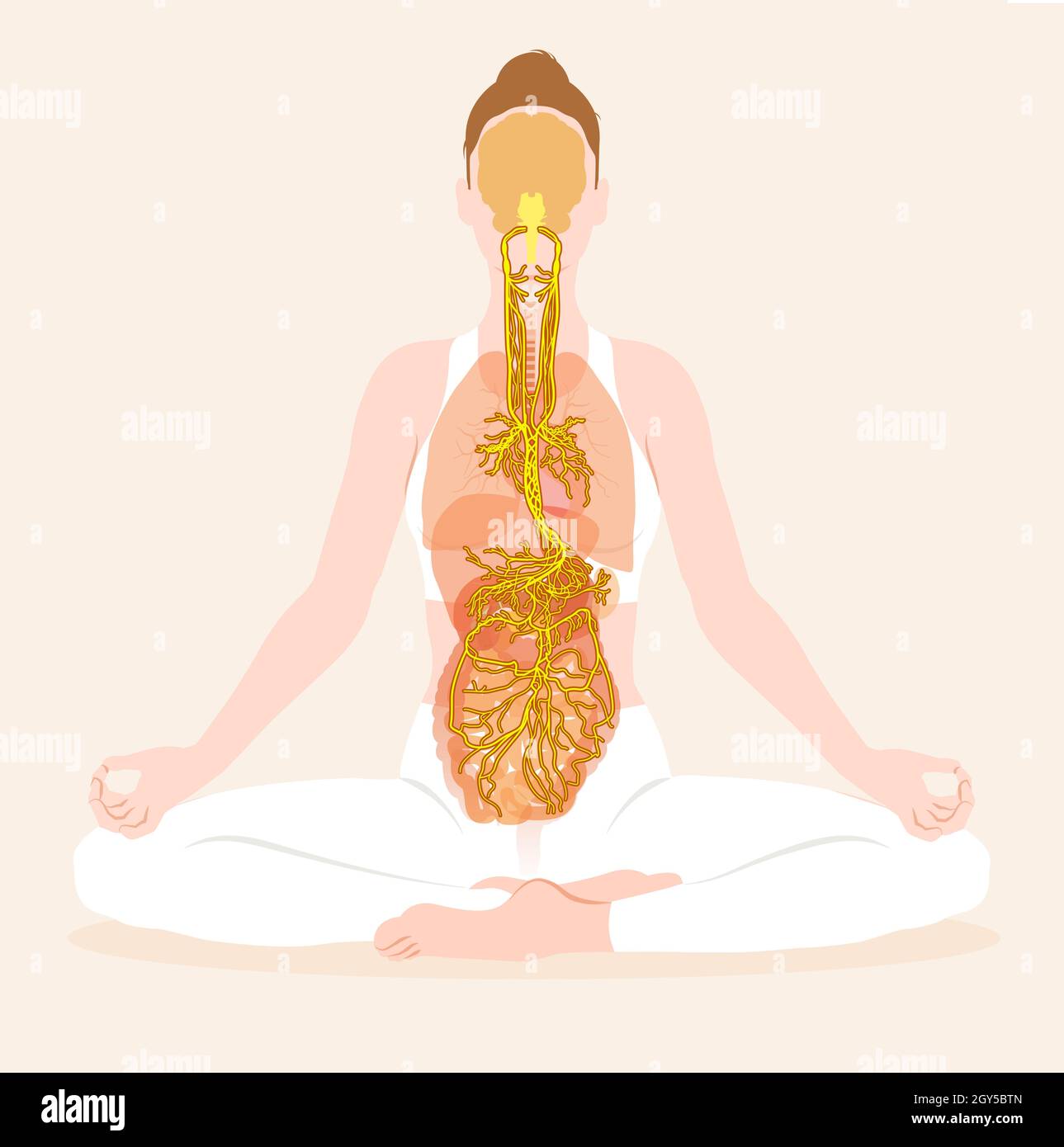This illustration showing brain and active vagus nerve (tenth cranial nerve) with lungs, heart, stomach and digestive tract Stock Photo