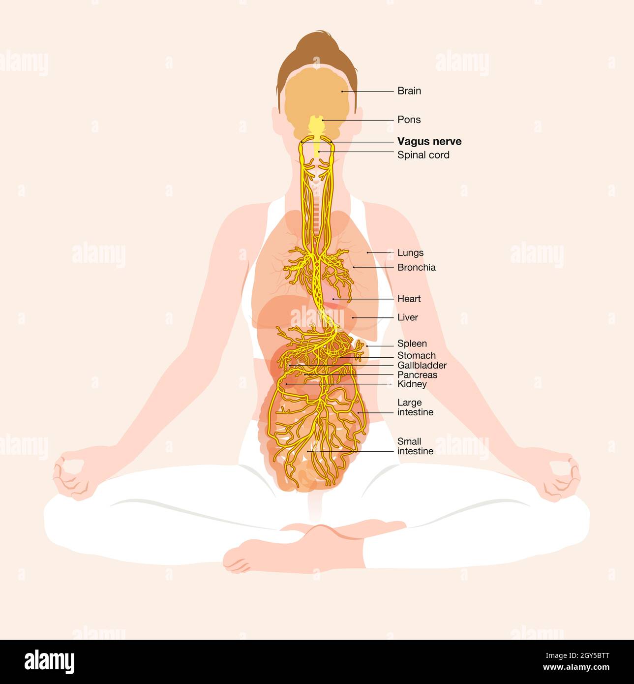This illustration showing brain and active vagus nerve (tenth cranial nerve) with lungs, heart, stomach and digestive tract Stock Photo
