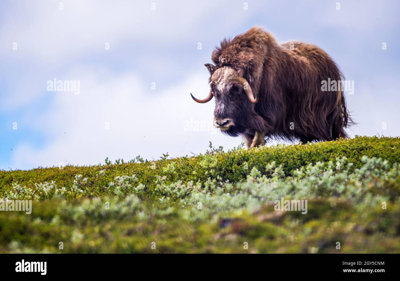 Muskox (Ovibos moschatus, in Latin 'musky sheep-ox'), also spelled musk ox and musk-ox, male in Norway. Stock Photo