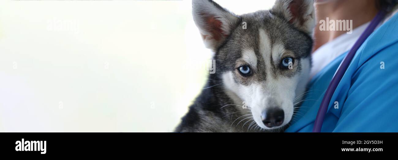 Veterinarian is holding beautiful husky dog with blue eyes in arms ...