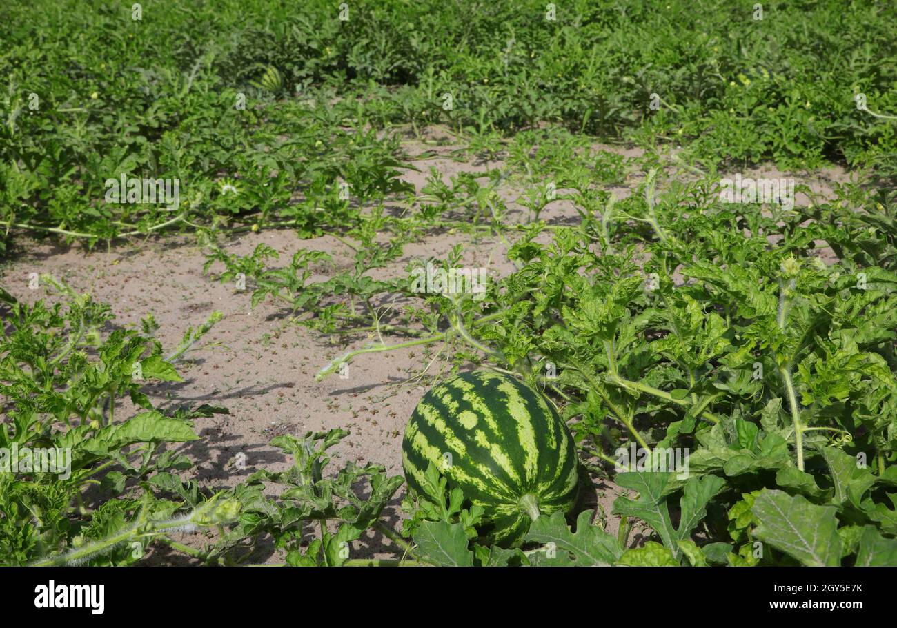 Ripening watermelon hi-res stock photography and images - Alamy