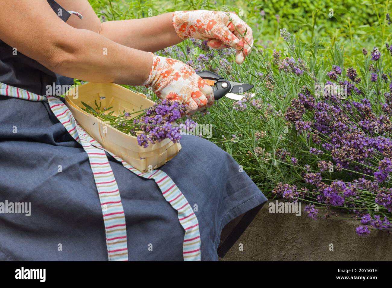 Close-up of female hands in gardening gloves holding a pruner and pruning a lavender bush. A wicker basket with cut lavender lies on a woman's lap. Se Stock Photo