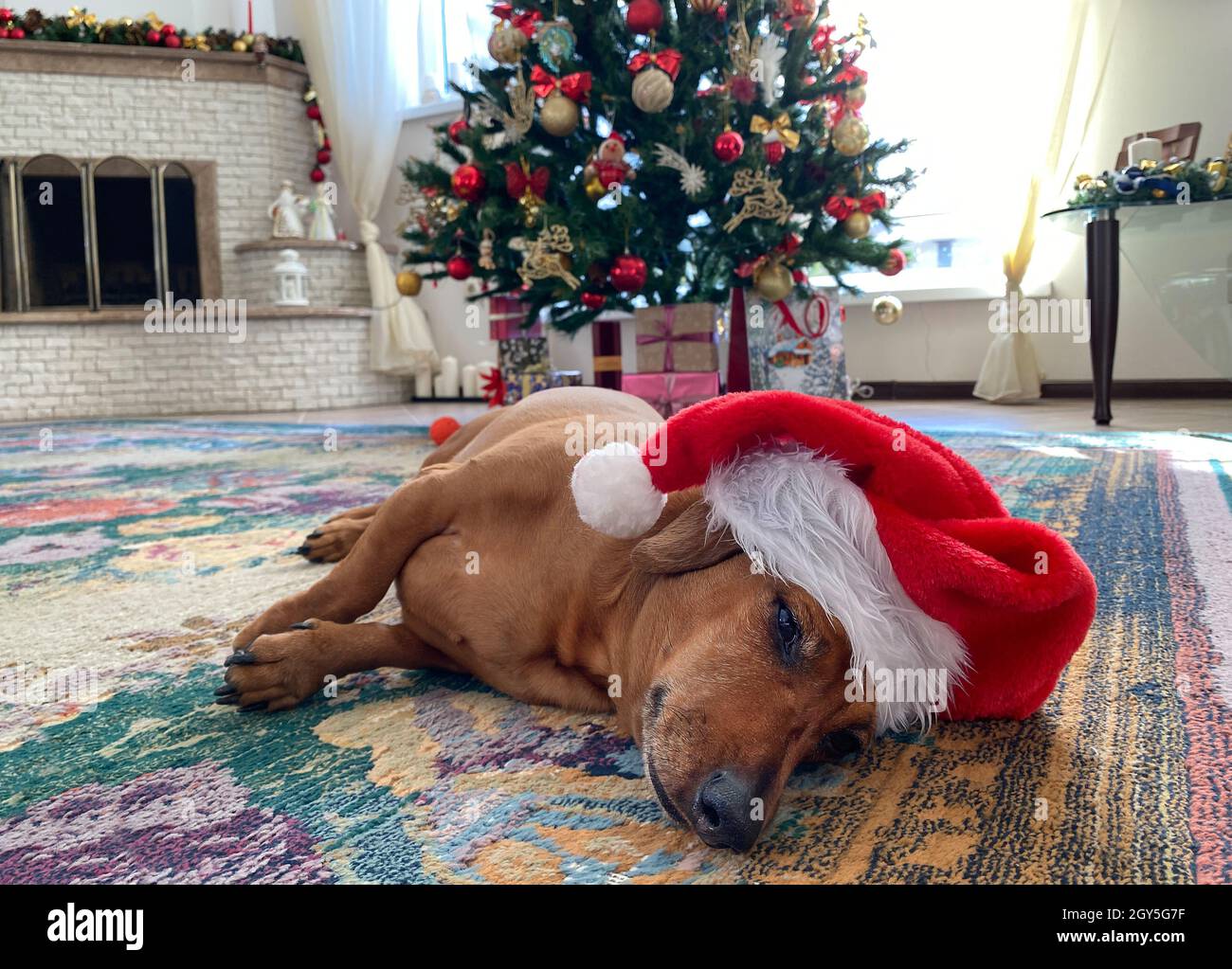 Small dachshund dog in a red Santa Claus's hat on the background of a ...
