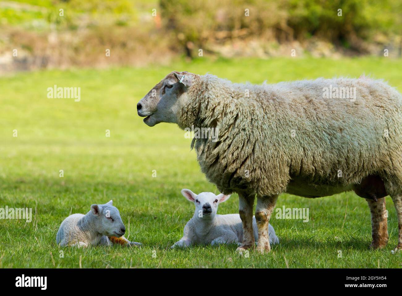 Lambs playing in Spring Stock Photo - Alamy