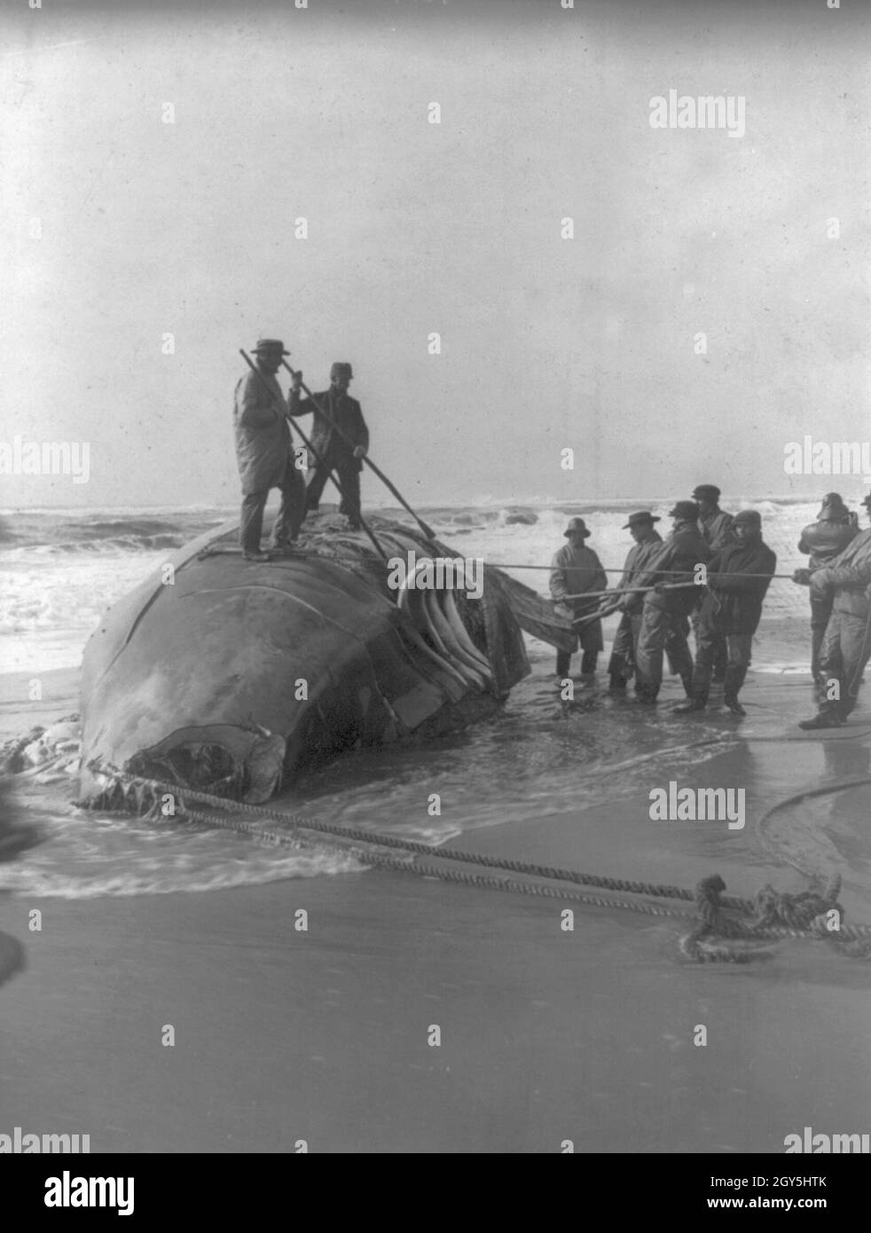 Vintage photo circa 1907 showing whaling men using flensing blades to remove blubber from a whale carcass on a beach Stock Photo