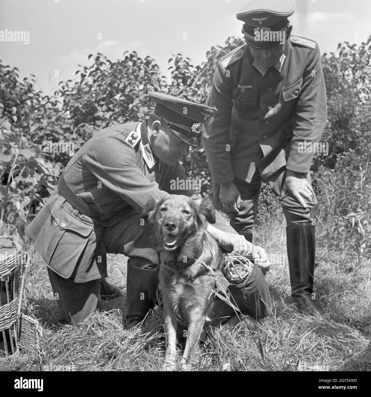 Original-Bildunterschrift: Die beiden Körbe mit je einer Brieftaube werden am Hundesattel befestigt; selbstverständlich muß sich das Tier zunächst an diese Einrichtung gewöhnen, Deutschland 1940er Jahre. Senta, the dog gets accustomed to transport carrier pigeons in the baskets on its saddle, Germany 1940s. Stock Photo