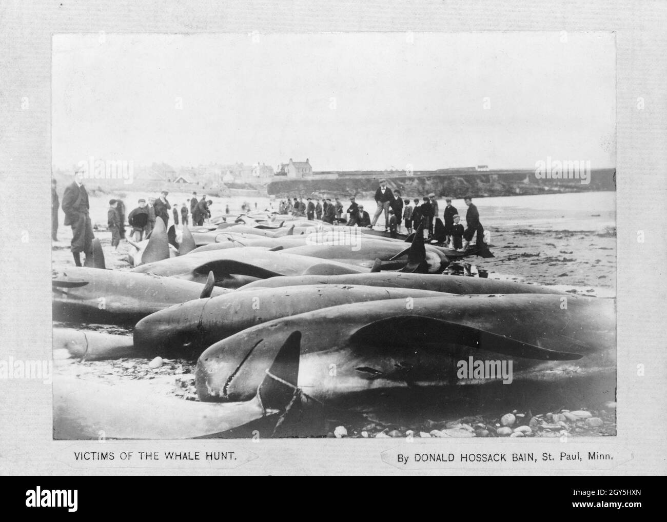 Vintage photo circa 1900 entitled victims of the whale hunt showing dead pilot whales on a beach surrounded by men and boys in North America Stock Photo