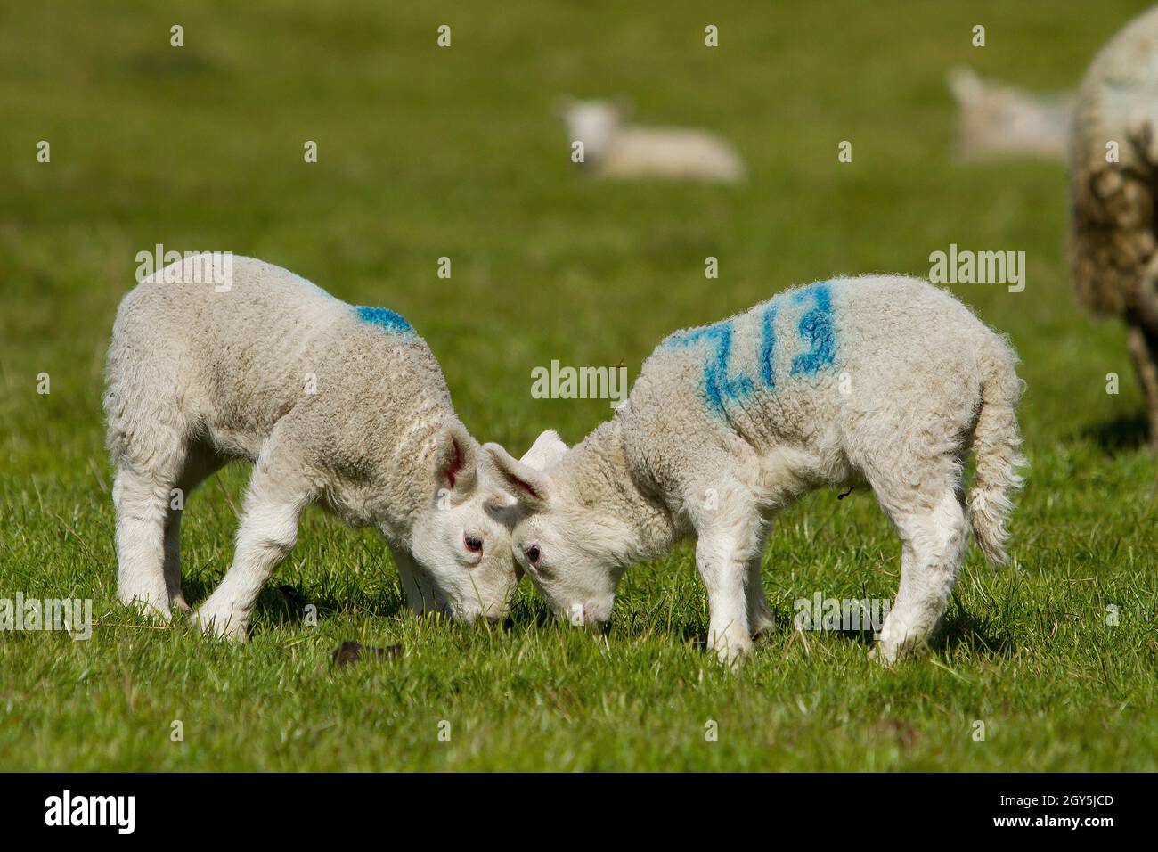 Spring lambs sheep april uk hi-res stock photography and images - Alamy