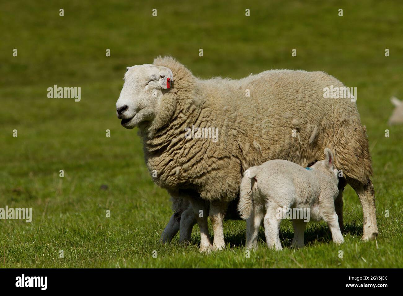 Lambs playing in Spring Stock Photo Alamy