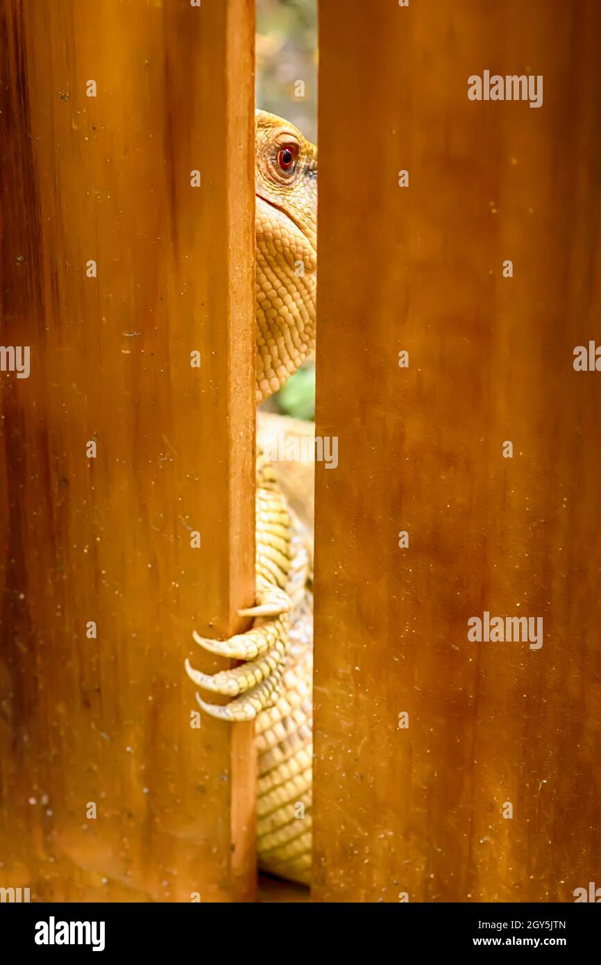 The monitor lizard on a nature background Stock Photo Alamy