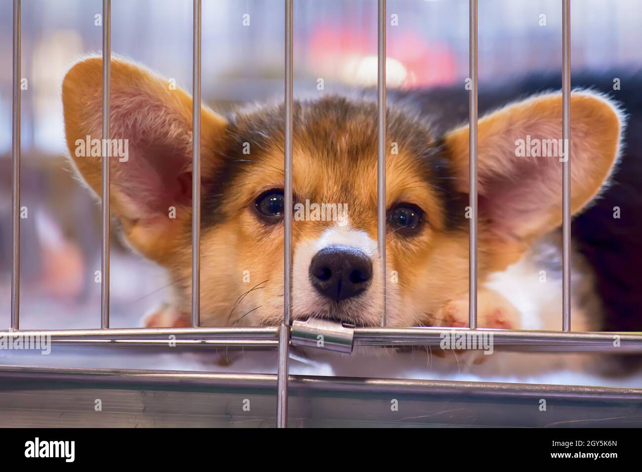 Dogs are crying because loneliness, sadness in the cage Stock Photo Alamy