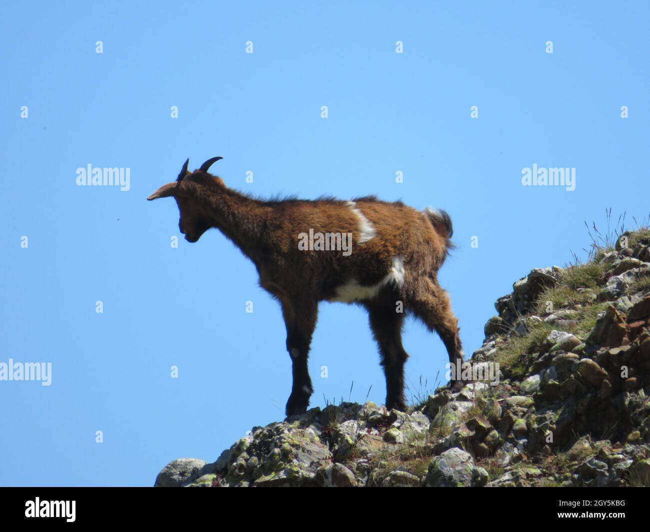 beautiful restless animal goat brave crazy funny natural Stock Photo ...
