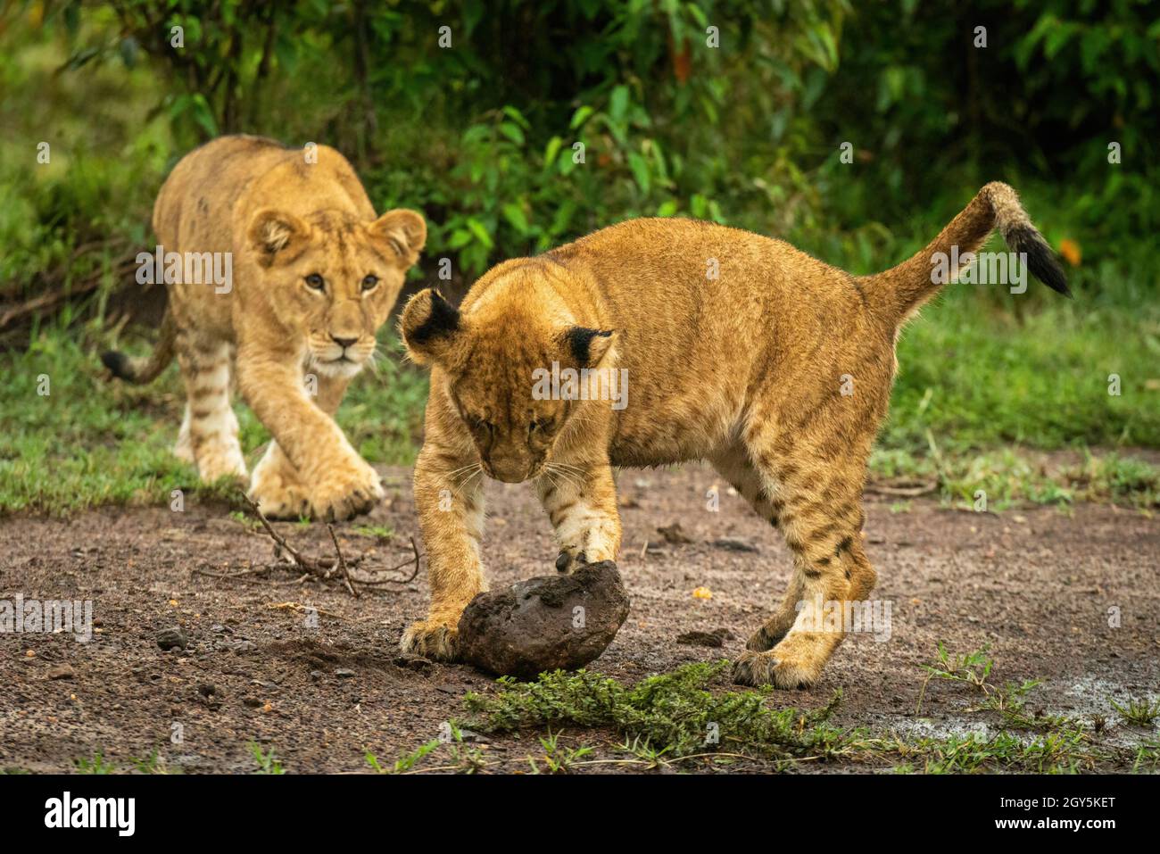 Lion cub stalks another playing with rock Stock Photo