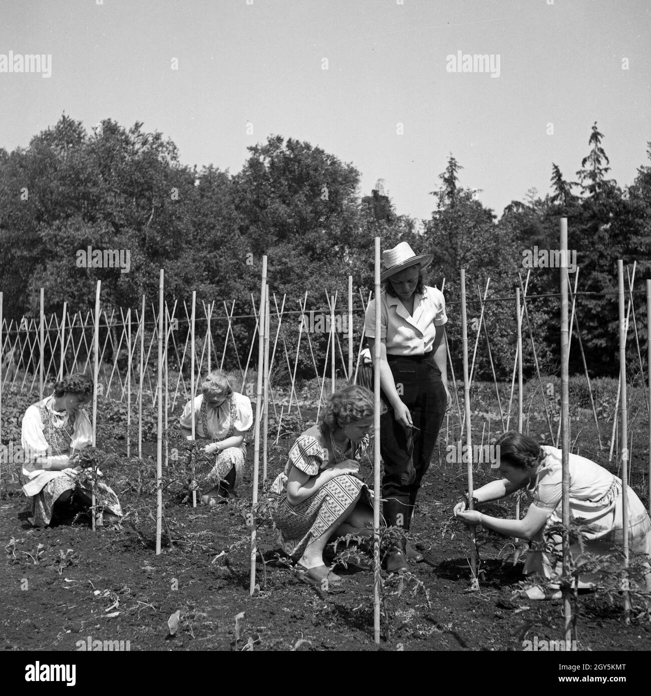 Frauen beim Anpflanzen von Nutzpflanzen, Deutschland 1940er Jahre. Women planting at the garden, Germany 1940s. Stock Photo