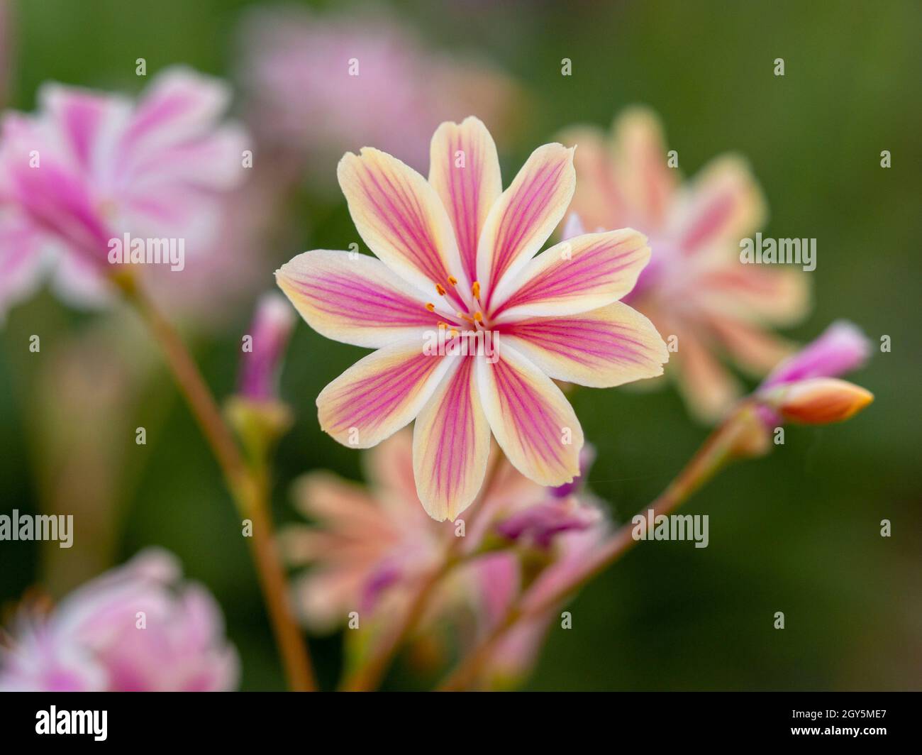Closeup of a pretty little pink flower of Lewisia cotyledon hybrid Stock Photo