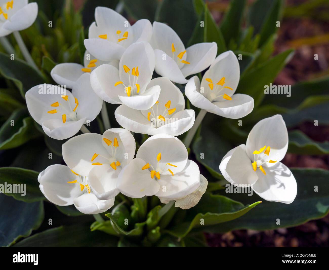 Closeup of the beautiful pure white flowers and yellow anthers of shining white weldenia, Weldenia candida Stock Photo