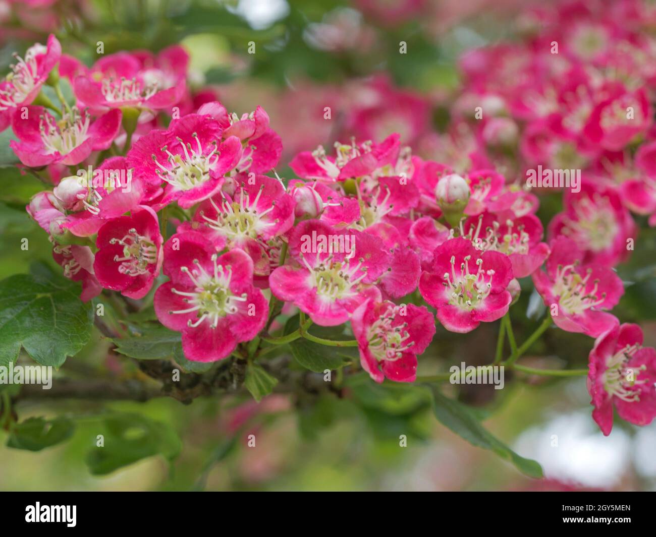 Hawthorn crimson cloud hires stock photography and images Alamy