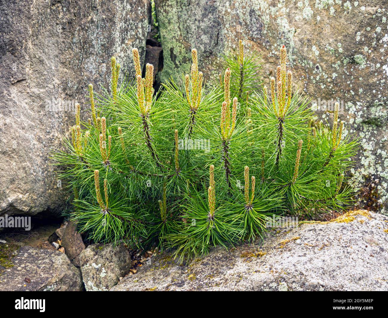 New spring growth on a dwarf pine tree in a rock garden Stock Photo