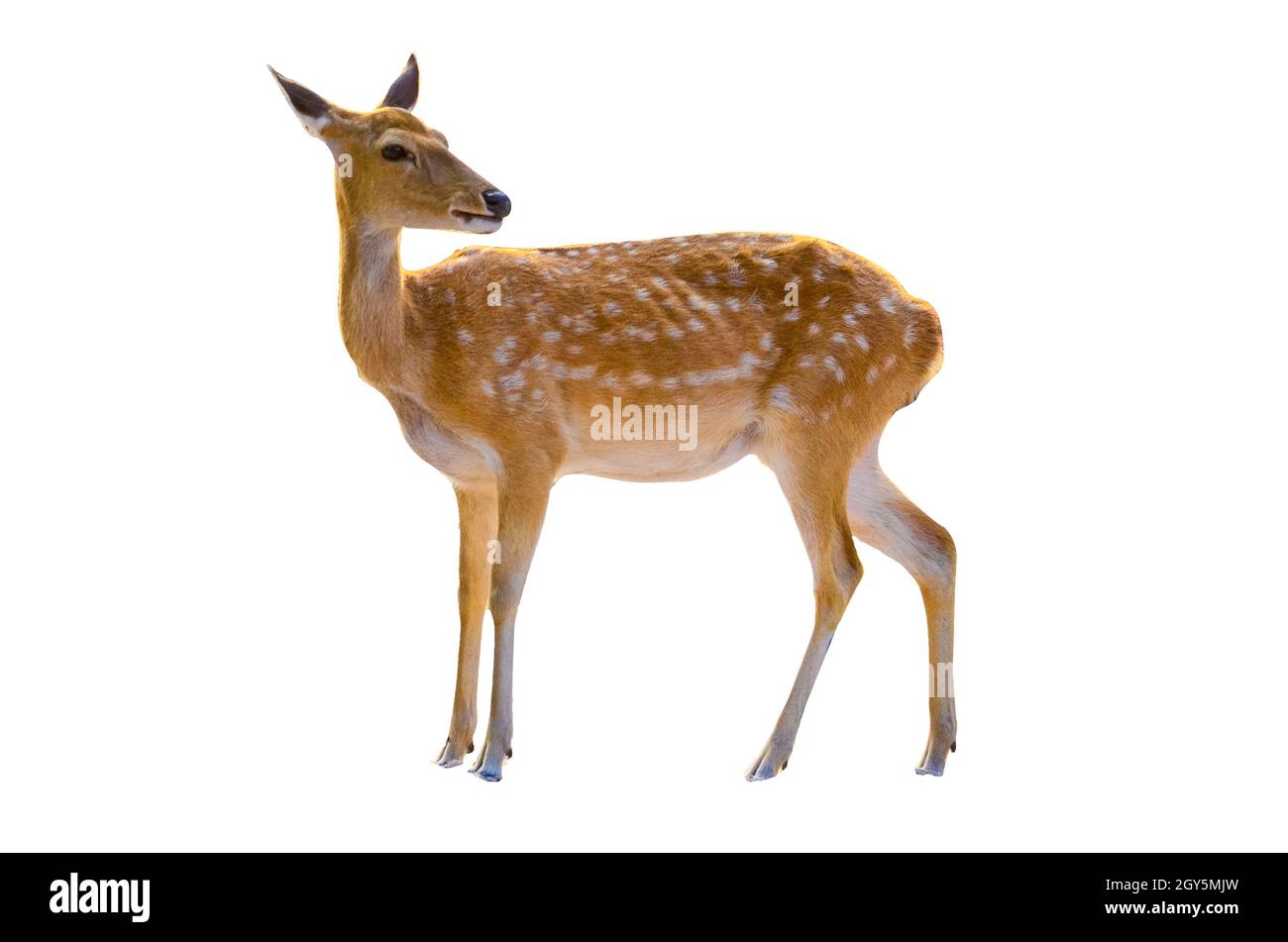 baby deer isolated in white background Stock Photo - Alamy