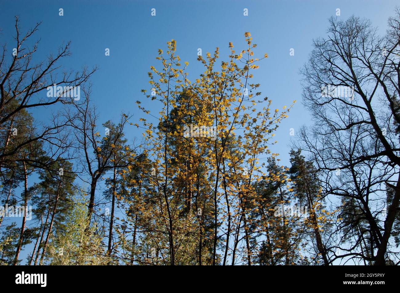 spring forest: tree branches against the blue sky Stock Photo - Alamy