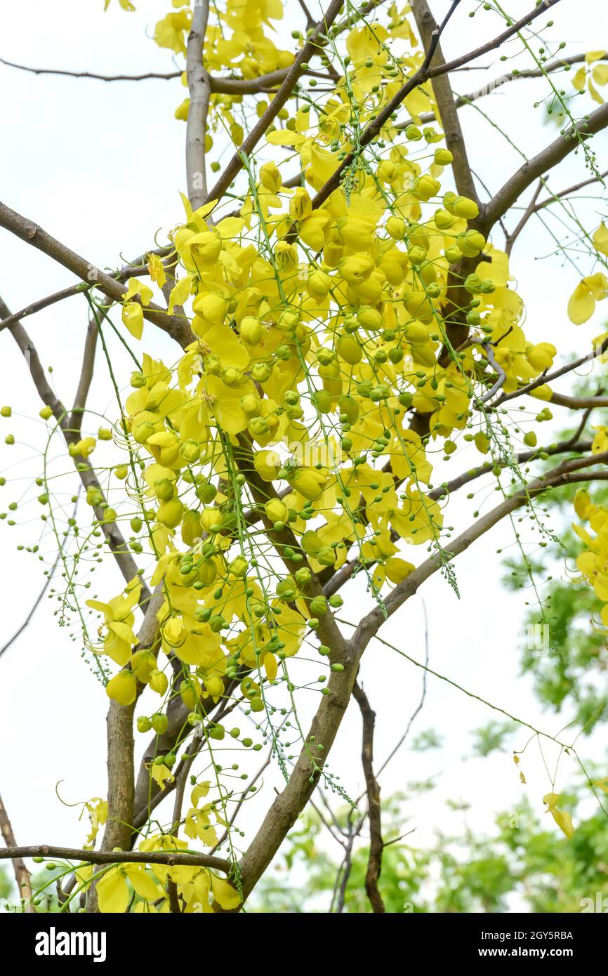 Goldenshower tree hi-res stock photography and images - Alamy