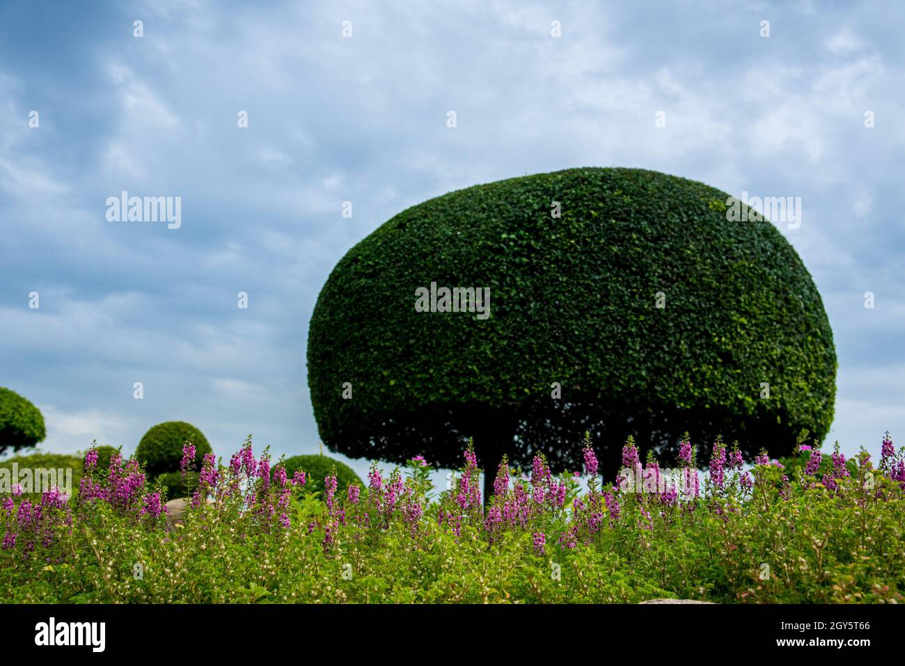 In the park. Green shrub and rock Stock Photo - Alamy