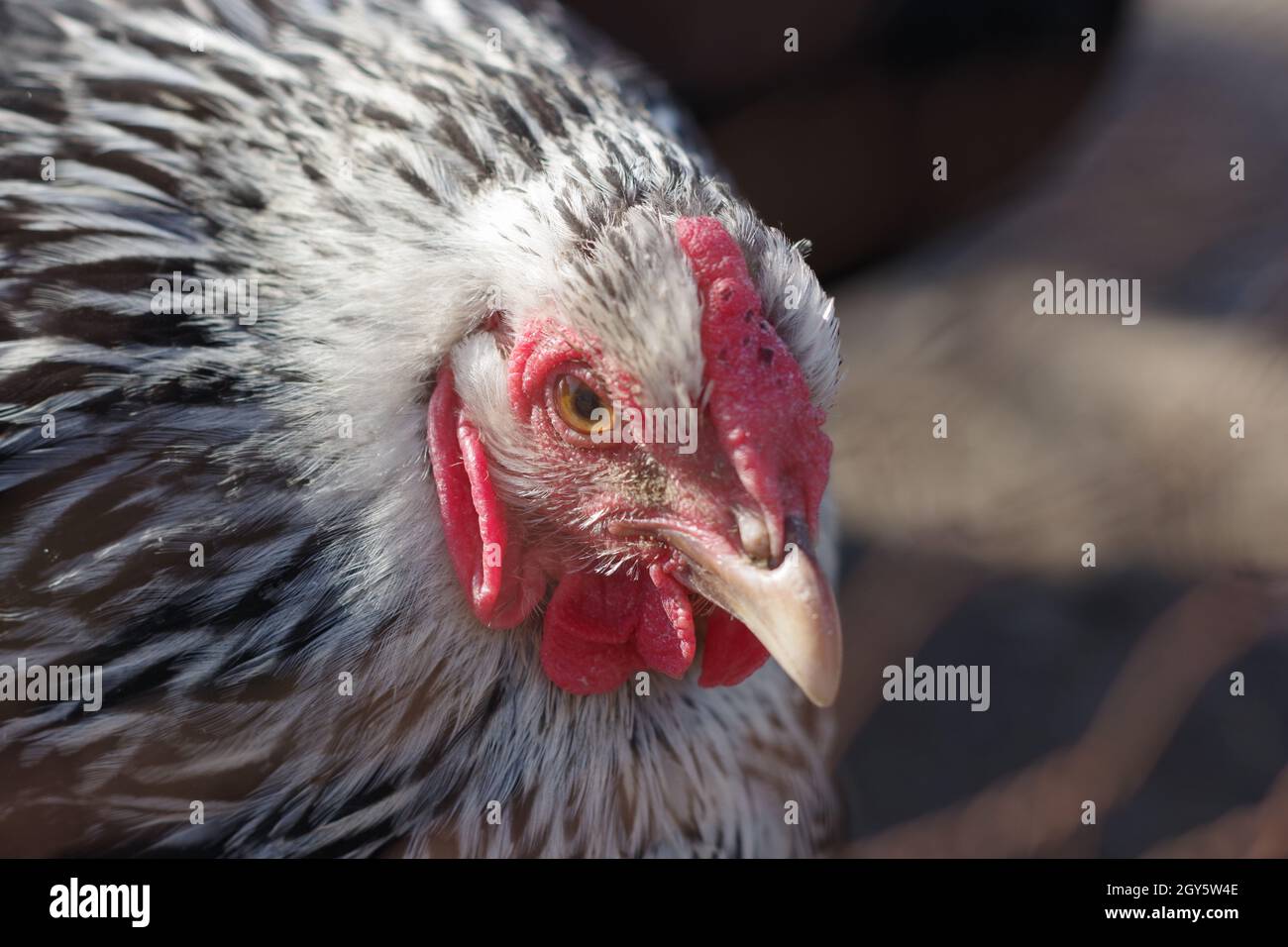 White Drop Black Hen main image 0