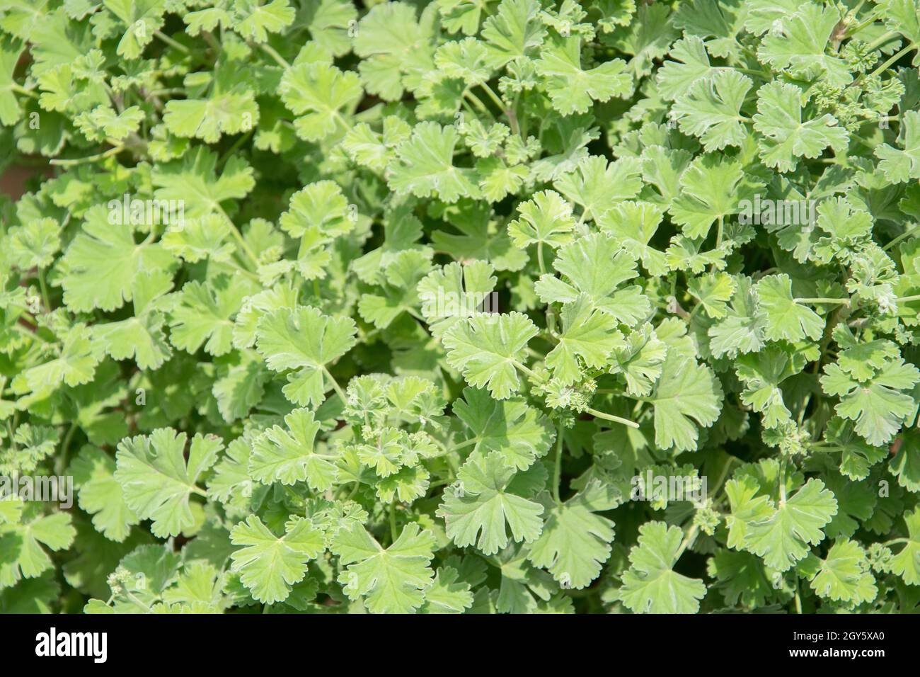 Nutmeg scented geranium herb growing in a garden. It also called as