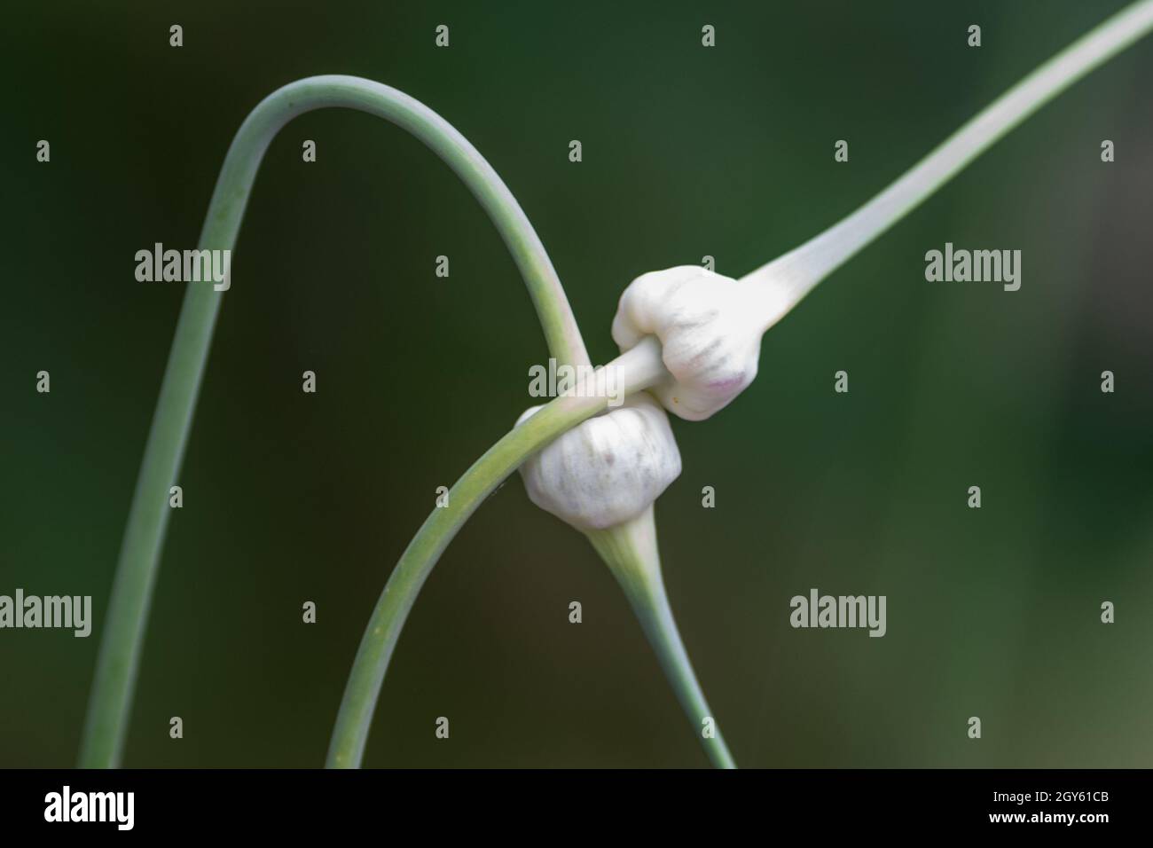 Garlic scapes intertwined in as love. The two edible, long deep green