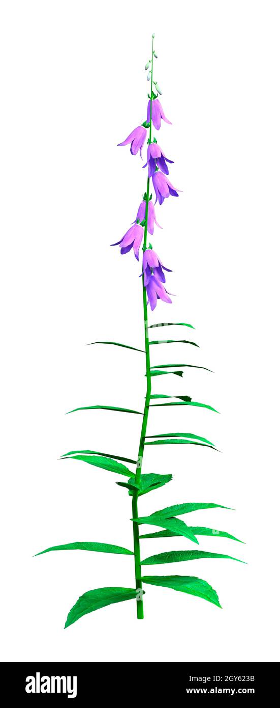 3D rendering of a blooming campanula plant or bellflowers isolated on white background Stock Photo