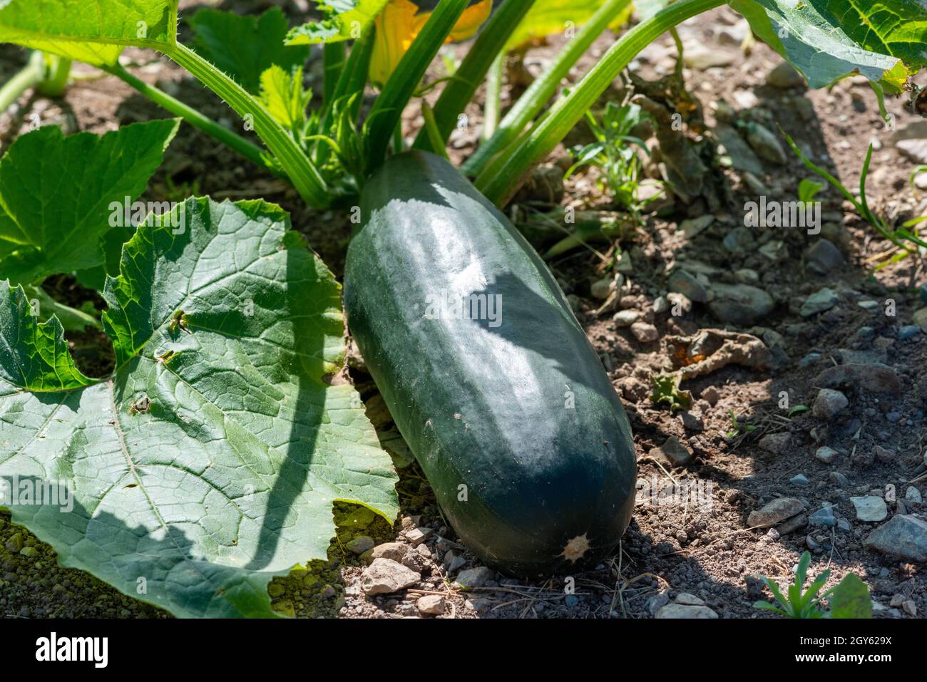 A large raw green oblong marrow zucchini vegetable growing on the ground with large leaves and tall stems.The fresh colorful organic crop is thick. Stock Photo