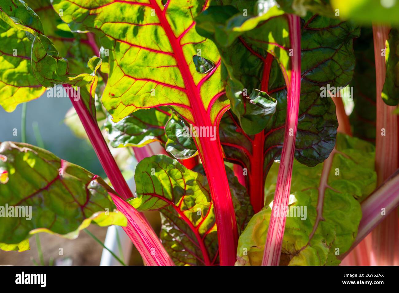 Tall ribbed stalks of Swiss chard greens. Green and reddish leafy