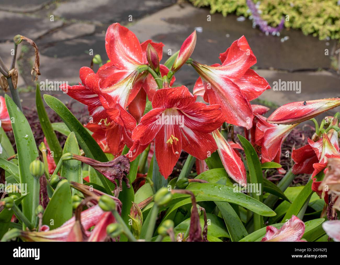 Amarylis flower, full bloom in a tropical botanical garden. Hippeastrum Amarylli Stock Photo