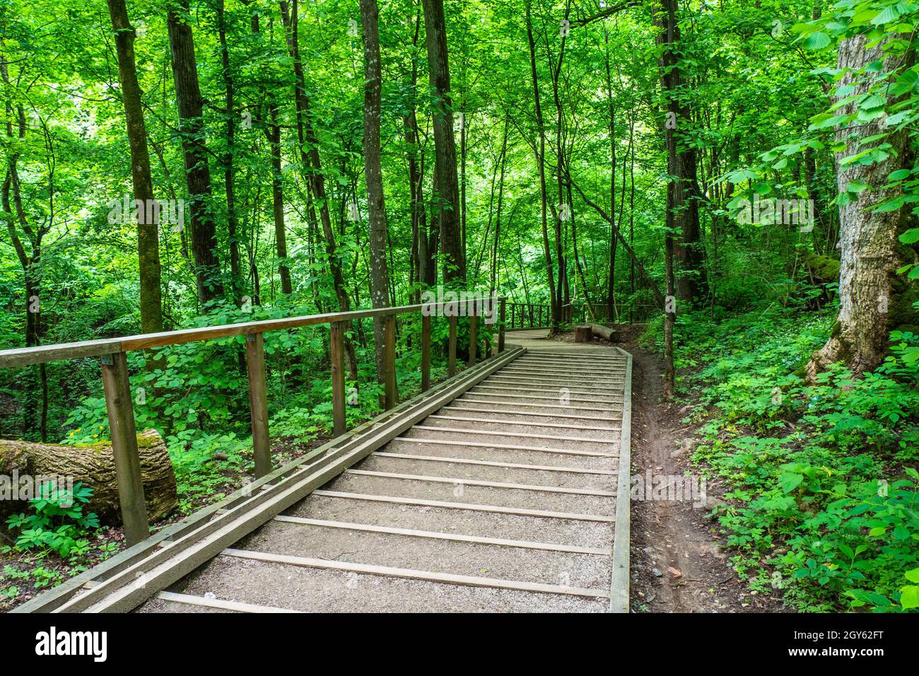 Wooden Stairs Path in the Forest in Summer Season Stock Photo - Alamy