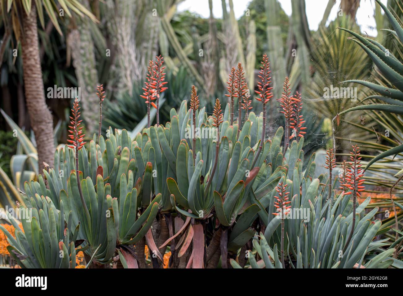 Aloe plant in bloom. Spectacular tall bright orange tubular flower spikes of an Aloe succulent species in  bloom are decorative and long lasting Stock Photo