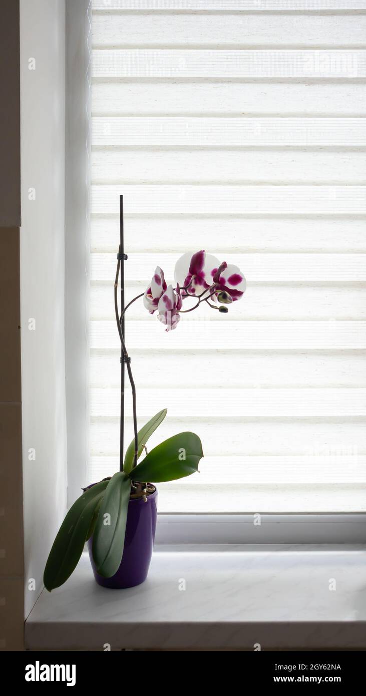 A beautiful orchid grows on the windowsill against the background of roller blinds. Houseplants on the window of the apartment. Flowers in pots on the Stock Photo