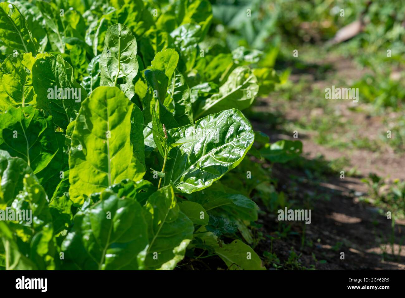 Large healthy raw heads of organic romaine lettuce growing in a garden on a farm. It has vibrant green crispy leaves. The sun is shining on the lush Stock Photo