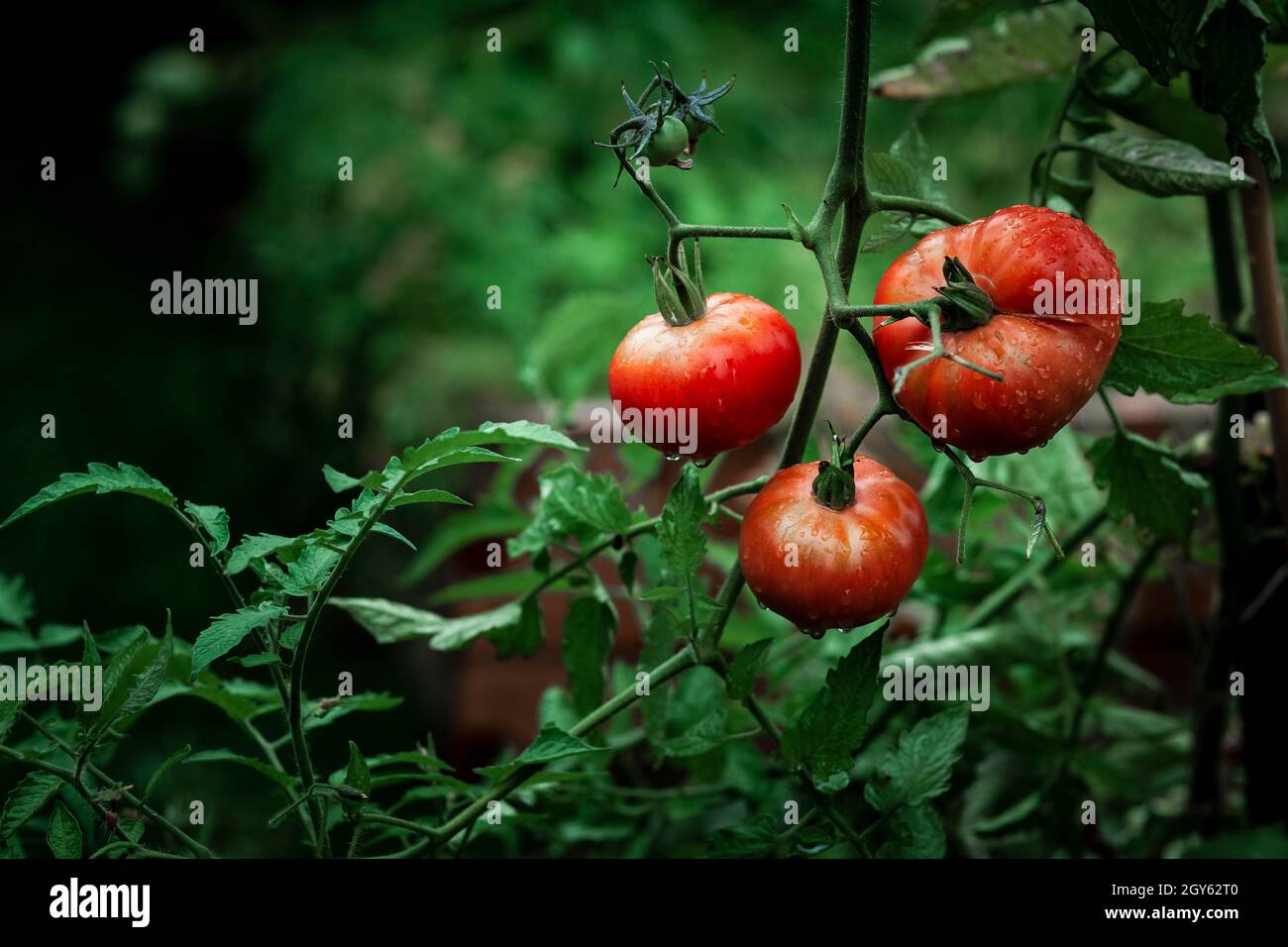 Three red tomatoes on a vine Stock Photo - Alamy