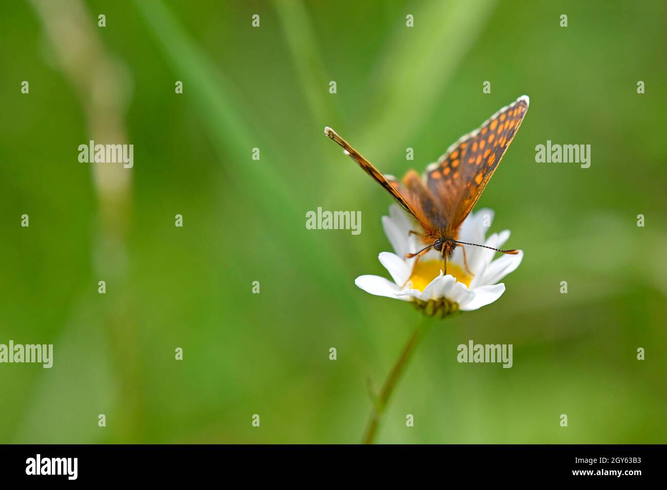 heath fritillary butterfly on a flower of a marguerite flower Stock Photo