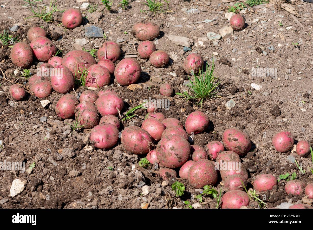 A closeup of a large collection of fresh cleaned new red potatoes. The organic vegetable is raw with the sun shining on their thin layers of skin. Stock Photo