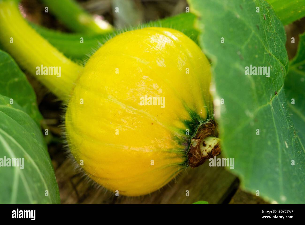 A large raw round yellow zucchini vegetable growing on the ground with large leaves and tall stems. The fresh colorful organic crop has a thick skin Stock Photo