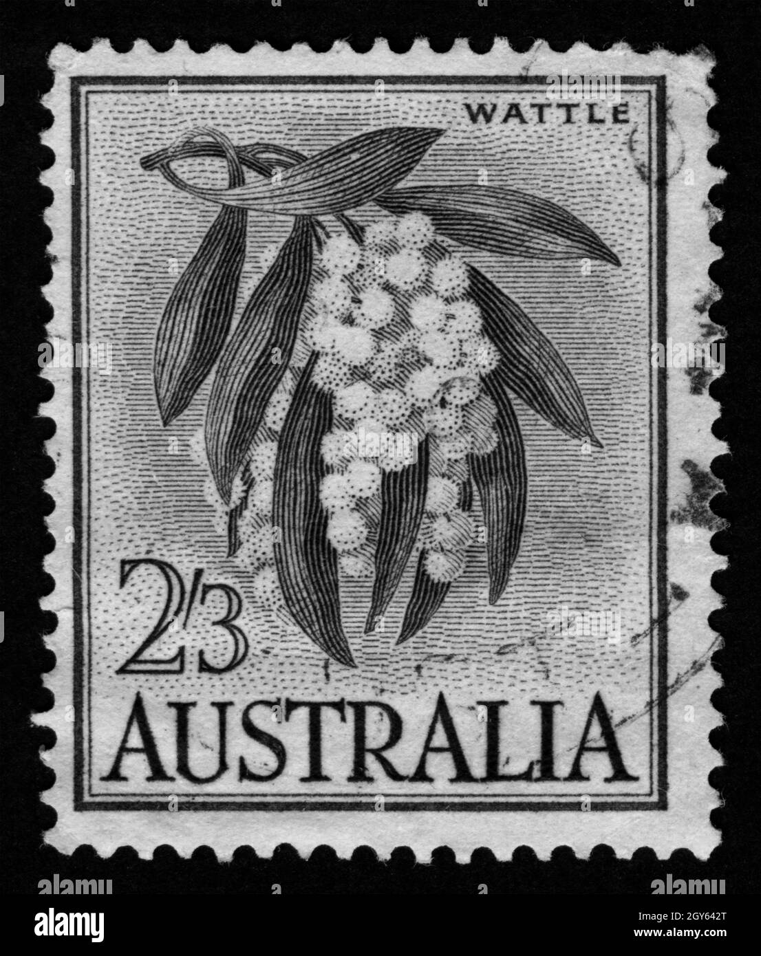 Australia wattle Black and White Stock Photos & Images Alamy