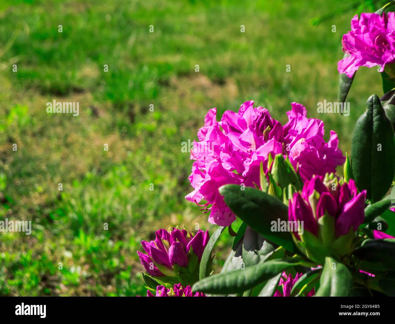 Close up of purple rhododendron flowers in front of a green lawn. Stock Photo