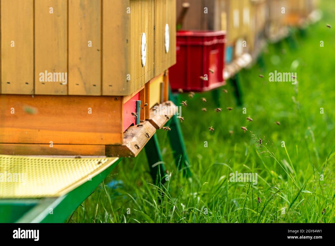 apiary of wood with a bees on a greenfield site for honey production ...