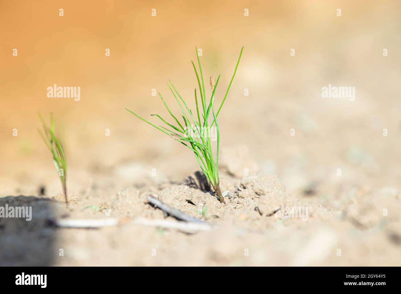 fresh Organic Green Thai Variety Hybrid Small Cumin Plant growing in Cumin Field. closeup of